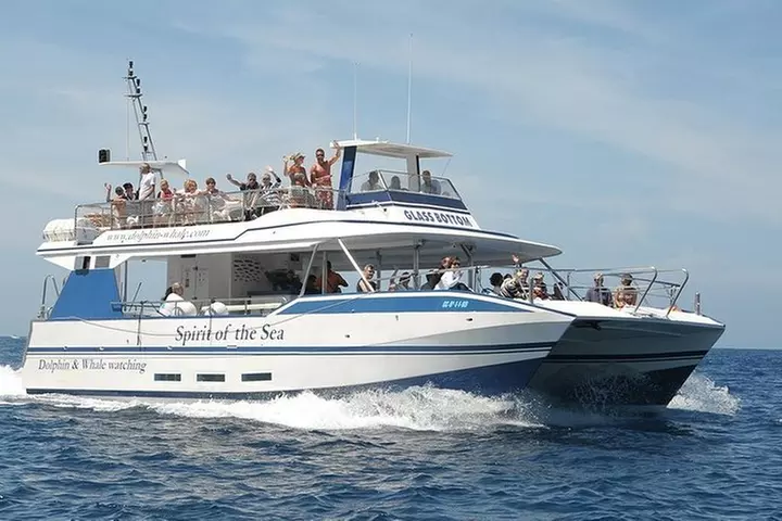 Avistamiento de delfines y ballenas desde Puerto Rico, Gran Canaria