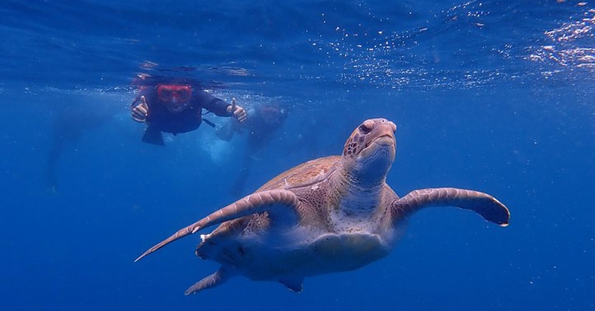 Tour en kayak con snorkel en Tenerife