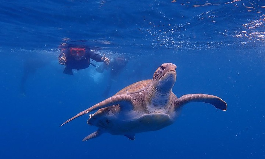 Image 4: Kayak con delfines y tortugas y esnórquel en Tenerife