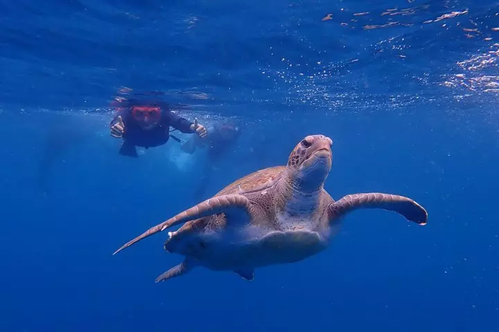 Tenerife : Tour en Kayak Tortuga & Delfines con Snorkel & Traje de ...