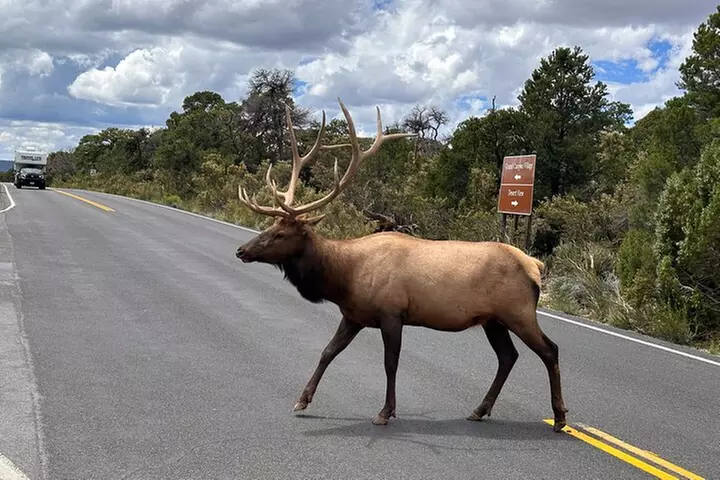 Grand Canyon Luxury Car Tour Experience