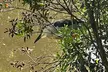 NYC Beginner Private Birdwatching Tour - Second Medium