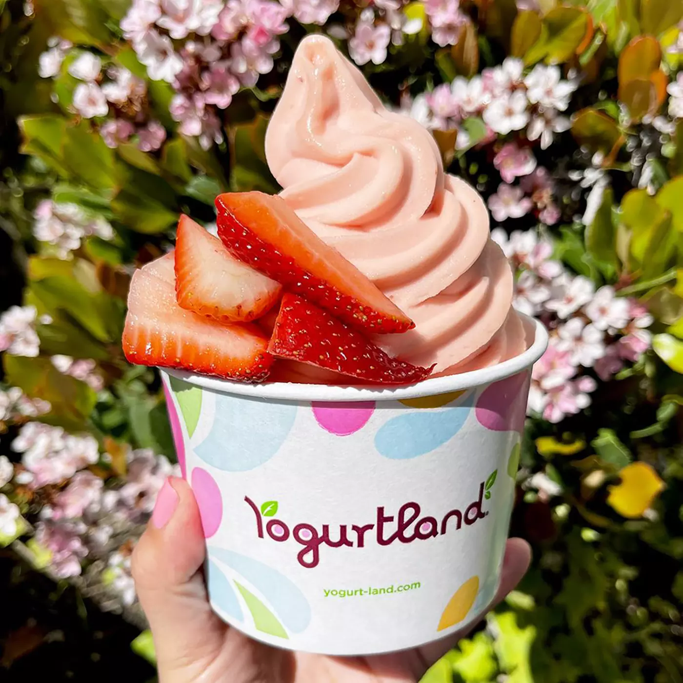 $10 For $20 Worth Of Frozen Yogurt - Primary Image