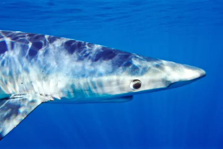 Shark Diving with Blue and Mako Sharks in San Diego - Second Medium