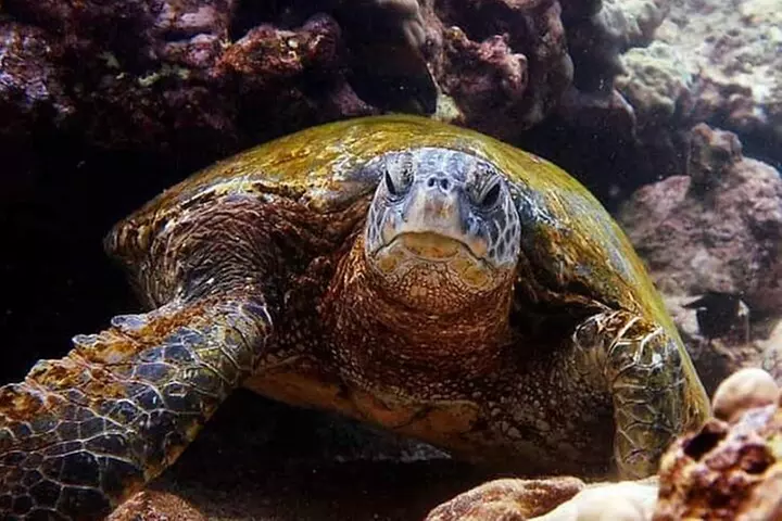 Beach Snorkel - Sea Turtle and Black Sand Lagoon