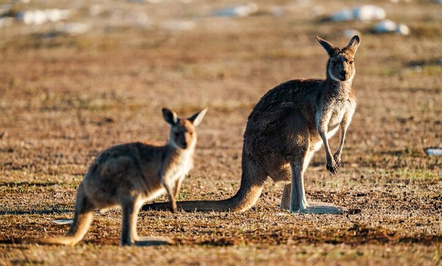 Image 4: Port Lincoln National Park Half day Tour