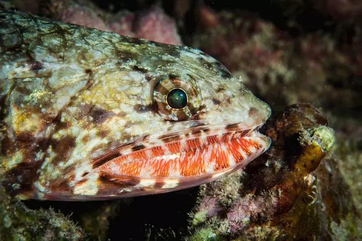 Maui Certified Shore Diving from Lahaina