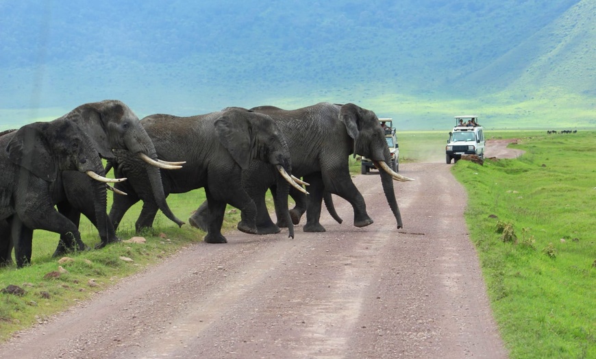 Image 9: ✈ TANZANIA | Dal Kilimangiaro a Zanzibar - Safari dans la savane & ...