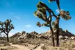 Self Guided Audio Tour of Joshua Trees Hidden Valley Trail - Second Medium