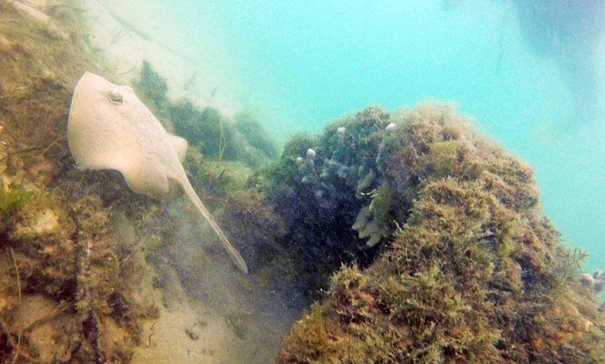 Image 29: Wave Break Island Snorkel Tour on the Gold Coast