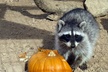 Wild Animal Nature Park, Scenic Route 66 Tour thru Crozier Canyon - Second Medium