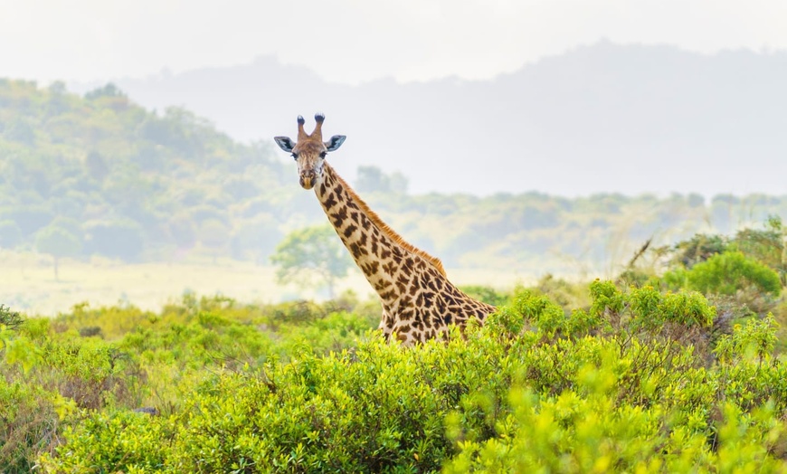 Image 9: ✈ TANZANIA | From Tanzania to Zanzibar - Explore Tanzania on safari...