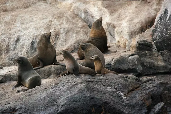 Wineglass Bay Cruise from Coles Bay