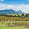 Image 10: Award-Winning Hunter Valley Wine & Cheese Tour from Sydney