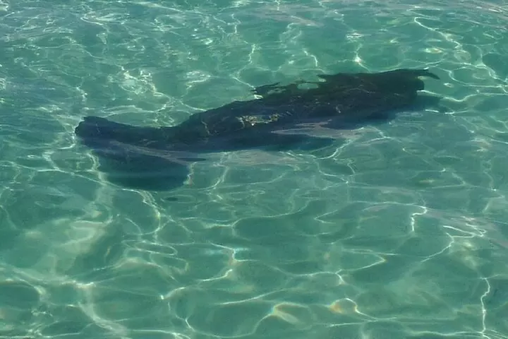 2 Hours Swim with the Dolphins in Panama City