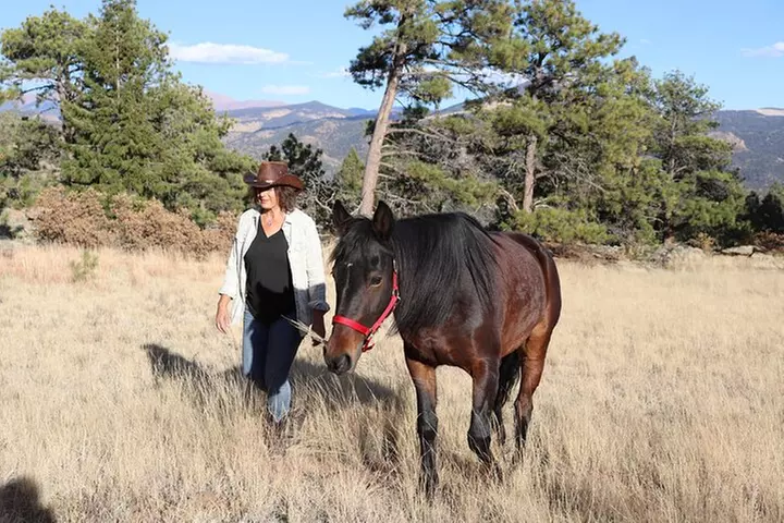 Wild Mustang Experience Near Colorado Springs