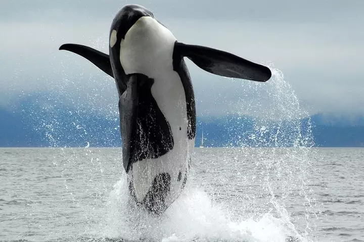 Cowichan Bay Half Day Whale & Wildlife Adventure - Primary Image