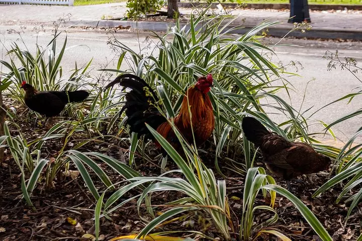 Little Havana Food and Cultural Walking Tour in Miami