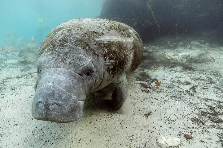 Small group Manatee Tour with In-Water Divemaster/Photographer