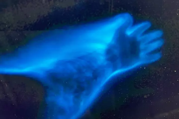 Sunset Bioluminescent Comb Jelly & Dolphin Tour