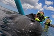 Small Group Manatee Snorkel Tour with In-Water Guide and Photographer - Second Medium