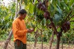 Lahaina: Maui Ku'ia Estate Guided Cacao Farm Tour and Tasting - Second Medium