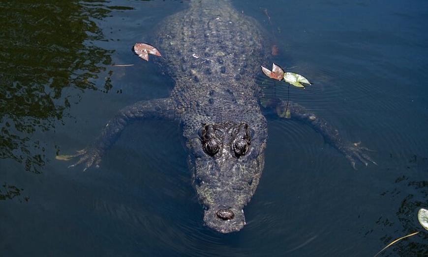 Image 5: Cairns Cruise Ship Shore Excursion Crocodile and Wildlife Park