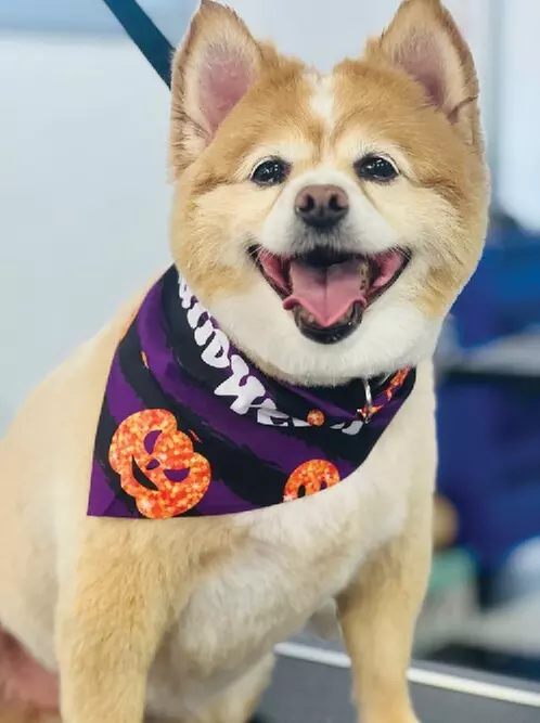 $25 For $50 Toward Any Grooming Service