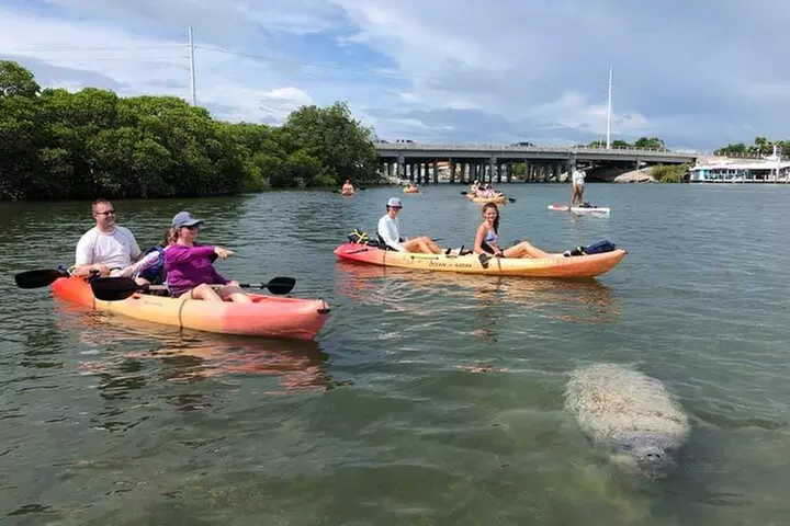 Mangroves and Manatees - Guided Kayak Eco Tour