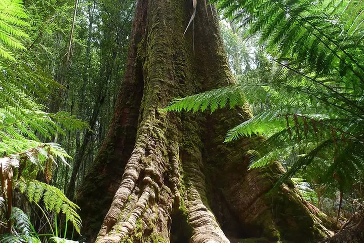 Hobart: Mt. Field, Mt Wellington & Wildlife - Active Day Tour