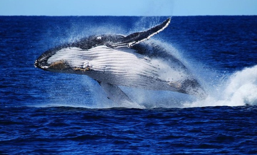 Image 2: Whale Watching Cruise from Redcliffe, Brisbane or the Sunshine Coast