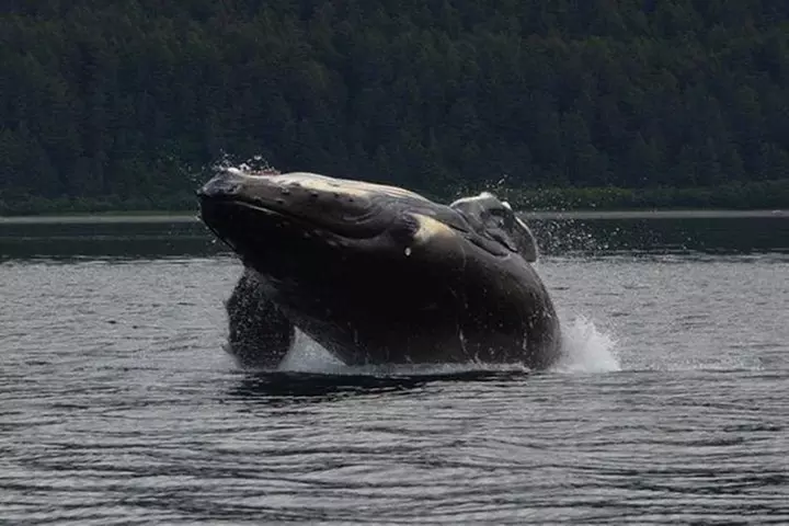 Guaranteed Whale Watching Adventure - Primary Image