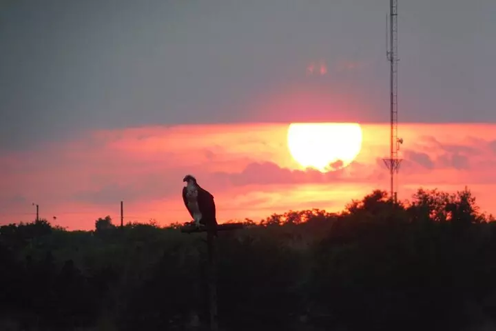 2-Hour Sunset Safari Eco Cruise from Cape May - Primary Image
