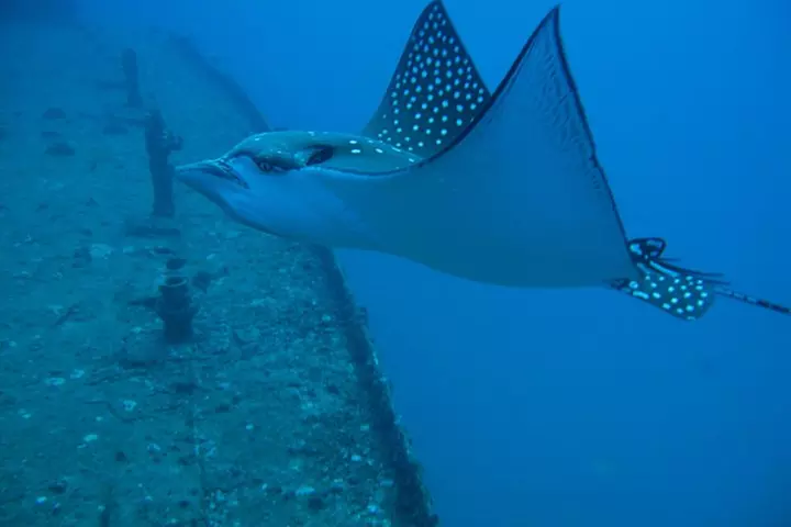 Waikiki 2 Tank World Class Wreck SCUBA Diving - Certified Only