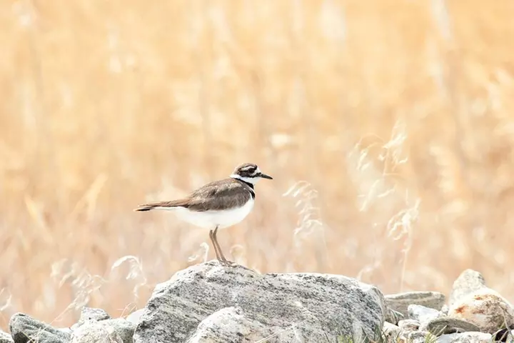 Great Salt Lake Safari - Discover Antelope Island