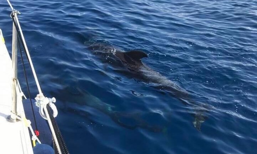 Image 13: Excursión en yate de observación de ballenas y delfines en Puerto C...