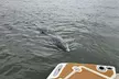 1 Hour Private Dolphin and Nature Tour - Second Medium