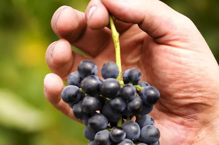 Scenic Hunter Valley Tour with Wine and Cheese Tastings