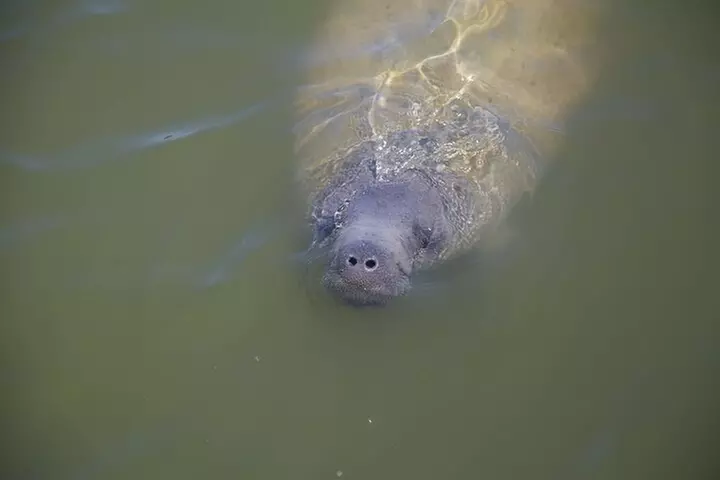 Everglades National Park Biologist Led Adventure: Cruise, Hike + Ai...