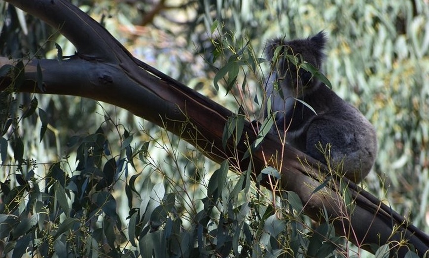 Image 11: Great Ocean Road Tour Plus Koalas, Forest Walk And Morning Tea.