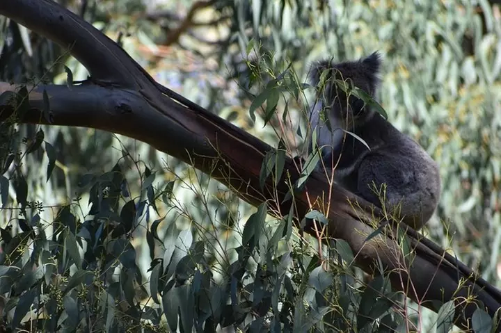 Great Ocean Road Tour Plus Koalas, Forest Walk And Morning Tea.