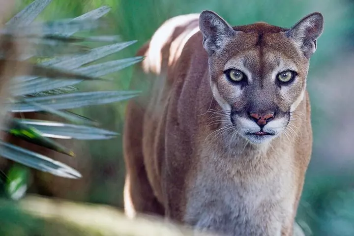 Zoo Miami Ticket with Optional Upgrade