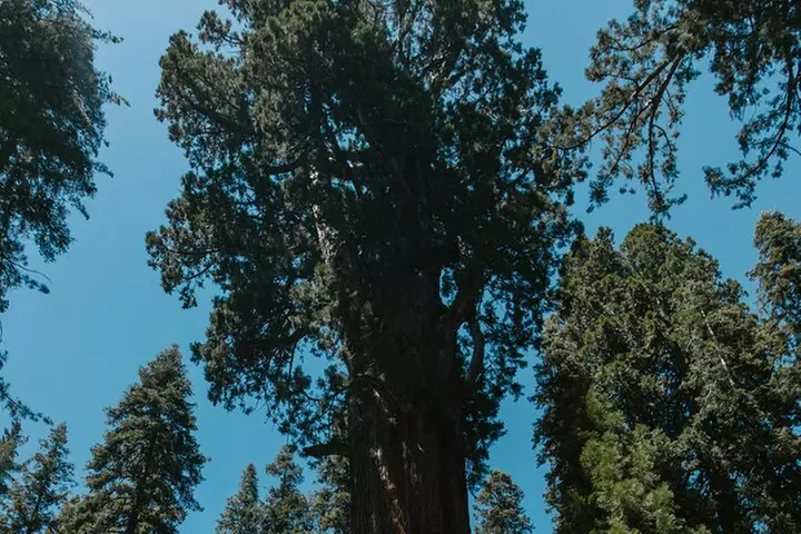 Yosemite National Park & Sequoias Private Tour from San Francisco