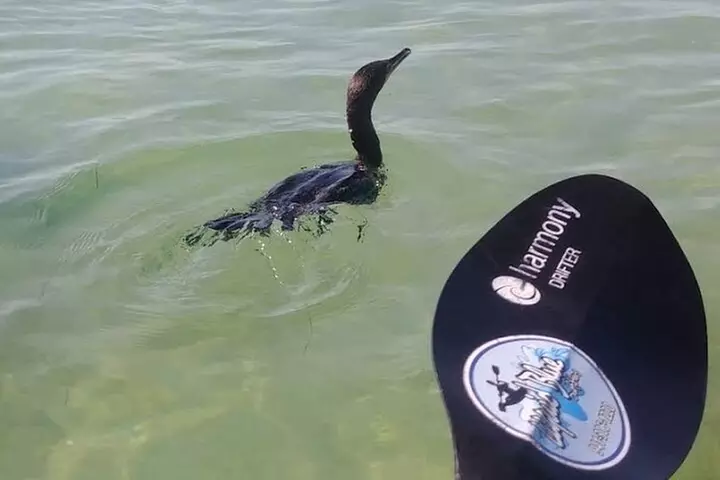 Lido Key Pedal Kayak Tour in Sarasota