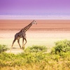 Image 9: ✈ TANSANIA | Von Tansania nach Sansibar - Safari & Badeurlaub im Wh...