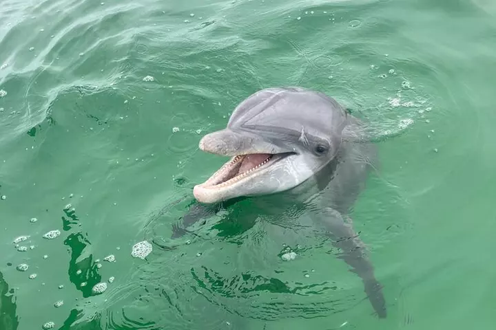 Private 2-Hour Dolphin and Sightseeing Tour