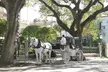 Private Evening Historic Carriage Tour in Charleston - Second Medium