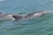 Sunset Kayaking with Dolphins - Second Medium