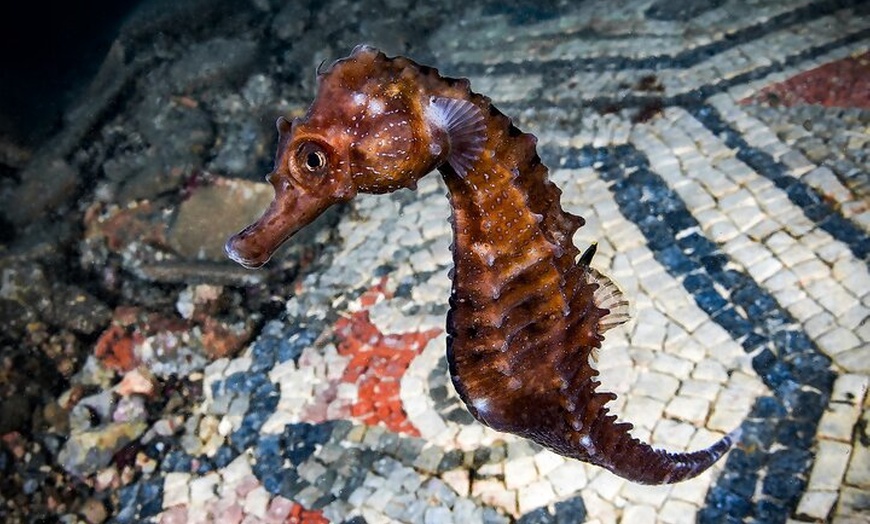 Image 2: Prova Scuba Dive sulle rovine romane sottomarine a Baia da Napoli