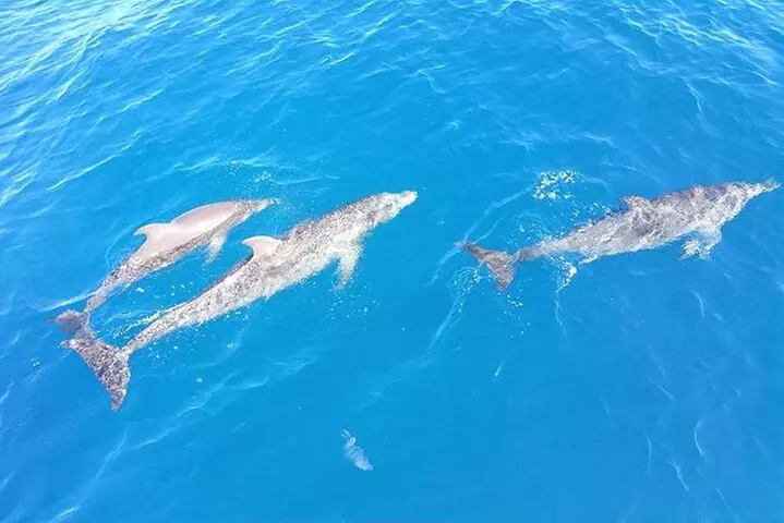 4-Hour Fort Lauderdale Sailing Charter